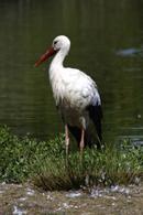 White stork Bassin d'Arcachon